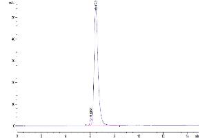 The purity of Human TGF-beta RII is greater than 95 % as determined by SEC-HPLC. (TGFBR2 Protein (AA 24-159) (Fc Tag))