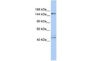 WB Suggested Anti-ADNP Antibody Titration:  0. (ADNP antibody  (N-Term))