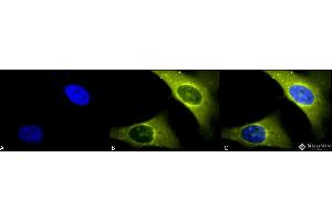 Immunocytochemistry/Immunofluorescence analysis using Rabbit Anti-Rab4 Polyclonal Antibody . (Rab4 antibody  (C-Term) (Atto 390))