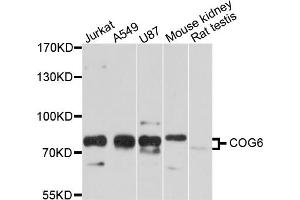 Western blot analysis of extracts of various cell lines, using COG6 antibody (ABIN5997476) at 1/1000 dilution.
