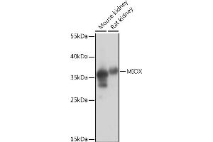 Western blot analysis of extracts of various cell lines, using MIOX Rabbit pAb (ABIN7268729) at 1:1000 dilution. (MIOX antibody  (AA 1-285))