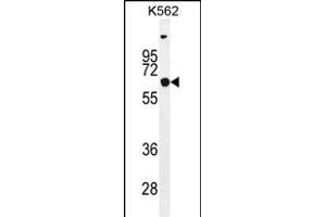 SLC16A8 Antibody (C-term) (ABIN655598 and ABIN2845083) western blot analysis in K562 cell line lysates (35 μg/lane). (MCT3 antibody  (C-Term))