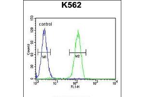 Flow cytometric analysis of K562 cells (right histogram) compared to a negative control cell (left histogram). (LARS2 antibody  (AA 418-446))
