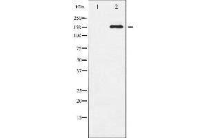 Western blot analysis of EGFR phosphorylation expression in serum treated HepG2 whole cell lysates,The lane on the left is treated with the antigen-specific peptide. (EGFR antibody  (pSer1071))
