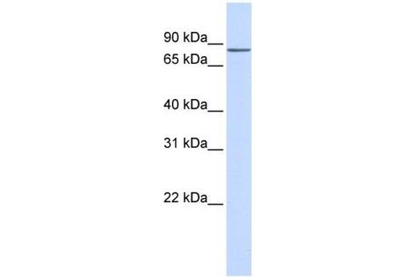 ZNF420 antibody  (N-Term)