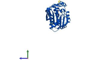 AlphaFold protein structure predicition of Mouse Recombinant Pnmt Protein, UniprotID P40935 (PNMT Protein (AA 1-295) (His tag))