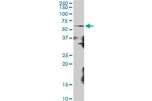 KIAA0409 MaxPab polyclonal antibody. (RRP8 antibody  (AA 1-456))