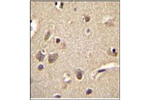 Immunohistochemistry analysis in Formalin Fixed, Paraffin Embedded Human brain tissue using S100A1 Antibody (C-term) followed by peroxidase conjugation of the secondary antibody and DAB staining. (S100A1 antibody  (C-Term))