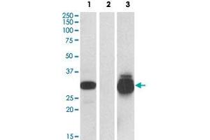 HEK293 lysate (10 ug protein in RIPA buffer) overexpressing human PPPDE1 with C-terminal MYC tag probed with PPPDE1 polyclonal antibody  (0. (PPPDE1 antibody  (Internal Region))