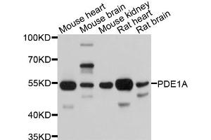 Western blot analysis of extracts of various cell lines, using PDE1A antibody. (PDE1A antibody)