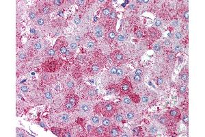 Anti-SUPT16H antibody IHC of human liver. (SUPT16H antibody)