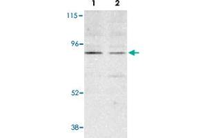 Western blot analysis of BMF expression in human HepG2 (lane 1) and 293 (lane 2) cell lysates with BMF polyclonal antibody  at 2 ug /mL . (BMF antibody  (N-Term))