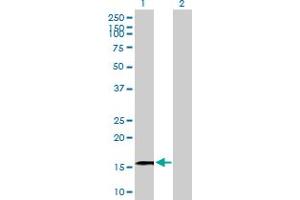 Western Blot analysis of GRIN2C expression in transfected 293T cell line by GRIN2C MaxPab polyclonal antibody. (GRIN2C antibody  (AA 1-171))