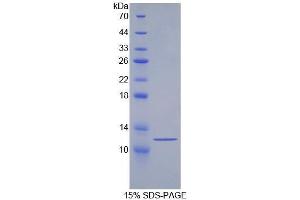 SDS-PAGE (SDS) image for Heat Shock 70kDa Protein 8 (HSPA8) (AA 534-615) protein (His tag) (ABIN1079808) (Hsc70 Protein (AA 534-615) (His tag))