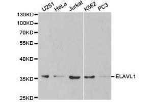Western Blotting (WB) image for anti-ELAV (Embryonic Lethal, Abnormal Vision, Drosophila)-Like 1 (Hu Antigen R) (ELAVL1) antibody (ABIN1872512) (ELAVL1 antibody)