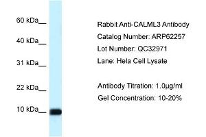 Western Blotting (WB) image for anti-Calmodulin Like Protein 3 (CALML3) (Middle Region) antibody (ABIN2789084)