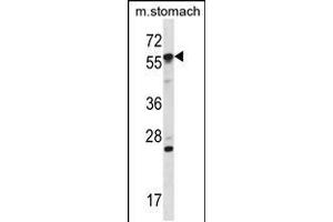 Western blot analysis in mouse stomach tissue lysates (35ug/lane). (OXSR1 antibody  (N-Term))