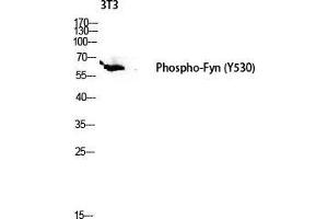 Western Blot (WB) analysis of 3T3 lysis using Phospho-Fyn (Y530) antibody. (FYN antibody  (pTyr530))