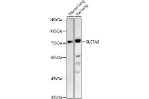 Western blot analysis of extracts of various cell lines, using SLC7 antibody (ABIN7270481) at 1:1000 dilution. (SLC7A2 antibody  (C-Term))