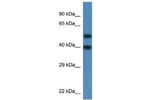 WB Suggested Anti-Nup37 Antibody   Titration: 1. (NUP37 antibody  (N-Term))