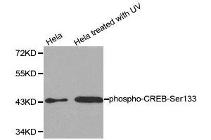 Western blot analysis of extracts from HeLa cells untreated or treated with UV, using Phospho-CREB1-S133 antibody (ABIN2987962). (CREB1 antibody  (pSer133))