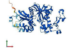 AlphaFold protein structure predicition of Human Recombinant PANK3 Protein, UniprotID Q9H999 (PANK3 Protein (AA 1-370) (His tag))