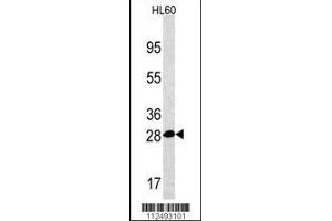 Western blot analysis of PSMA5 Antibody in HL60 cell line lysates (35ug/lane). (PSMA5 antibody  (AA 106-135))