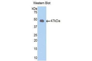 Western Blotting (WB) image for anti-Peroxiredoxin 2 (PRDX2) (AA 6-164) antibody (ABIN1860305) (Peroxiredoxin 2 antibody  (AA 6-164))