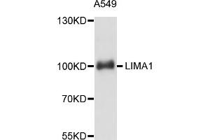 Western blot analysis of extracts of A-549 cells, using LIMA1 antibody (ABIN5998140) at 1:3000 dilution. (LIMA1 antibody)