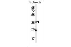 Western blot analysis of OR4L1 Antibody (C-term) in human placenta tissue lysates (35ug/lane). (OR4L1 antibody  (C-Term))