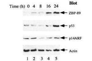 Serum starvation induces ZBP-89 and p53 expression. (ZNF148 antibody)