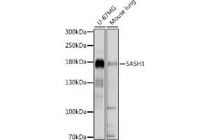 Western blot analysis of extracts of various cell lines, using S antibody (ABIN7270141) at 1:1000 dilution. (SASH1 antibody  (AA 1-300))