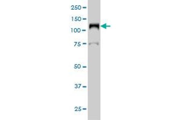 LIG1 antibody  (AA 810-919)