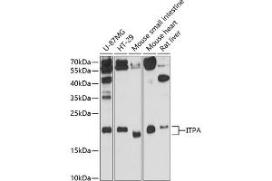 Western blot analysis of extracts of various cell lines, using ITPA antibody (ABIN3021764, ABIN3021765, ABIN1513112 and ABIN6215809) at 1:3000 dilution. (ITPA antibody  (AA 1-194))