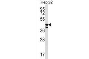 Western Blotting (WB) image for anti-Protein O-Fucosyltransferase 1 (POFUT1) antibody (ABIN2996926) (POFUT1 antibody)