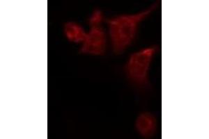 ABIN6276009 staining 293T by IF/ICC. (G Protein-Coupled Receptor 133 antibody)