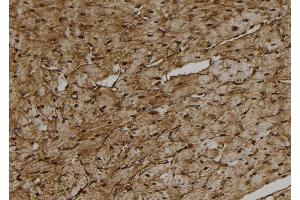 Immunohistochemistry (IHC) image for anti-Cytochrome P450, Family 27, Subfamily C, Polypeptide 1 (CYP27C1) antibody (ABIN6261194)