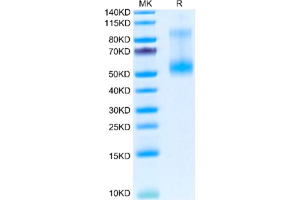 TNFSF14 Protein (Trimer) (His-DYKDDDDK Tag)