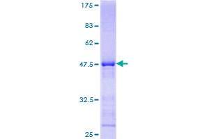 KLRC4 Protein (AA 1-158) (GST tag)