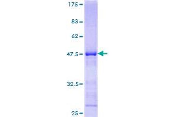 KLRC4 Protein (AA 1-158) (GST tag)