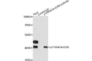 Immunoprecipitation analysis of 200 μg extracts of HeLa cells treated by EGF using 2. (PRKACA antibody  (pSer339))
