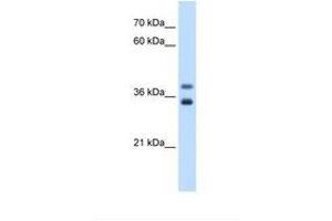 Image no. 2 for anti-Glycerophosphodiester Phosphodiesterase 1 (GDE1) (AA 42-91) antibody (ABIN6738331)