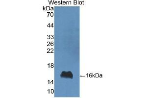 Figure. (LALBA antibody  (AA 20-142))