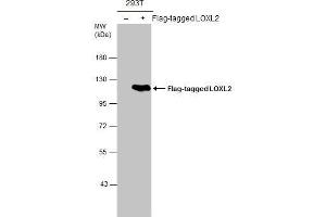 LOXL2 antibody