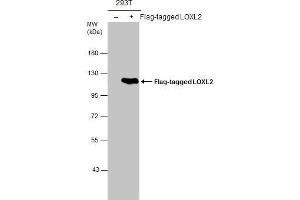 WB Image Non-transfected (–) and transfected (+) 293T whole cell extracts (30 μg) were separated by 7. (LOXL2 antibody)