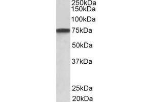 ABIN6391391 (1µg/ml) staining of A431 lysate (35µg protein in RIPA buffer).