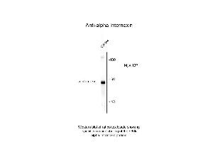Western Blot of Anti-Alpha Internexin (chicken) Antibody - 200-901-D04 Western Blot of Anti-Alpha Internexin (chicken) Antibody. (INA antibody)