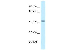 Western Blot showing Cacng8 antibody used at a concentration of 1. (CACNG8 antibody  (Middle Region))