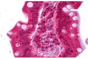 Anti-ENPP2 / Autotaxin antibody IHC staining of human small intestine. (ENPP2 antibody)