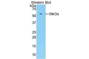 Western Blotting (WB) image for anti-Interferon Regulatory Factor 1 (IRF1) (AA 44-319) antibody (ABIN3206427) (IRF1 antibody  (AA 44-319))